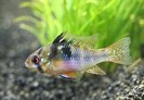 Cichlid ramirezi blue — 4